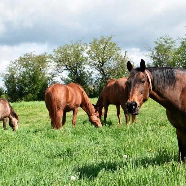Pension pour chevaux à Vitrac, Puy-de-Dôme
